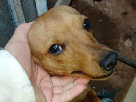 Cachorro ra a Pinscher idade 2 a 6 meses nome Bili