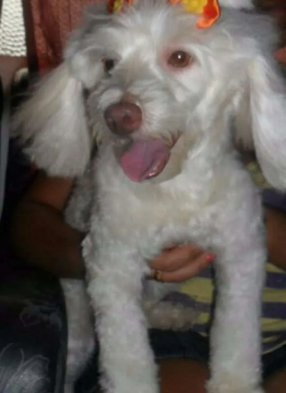 Cachorro ra a MIX POODLE idade 4 anos nome MILI GRATIFICA