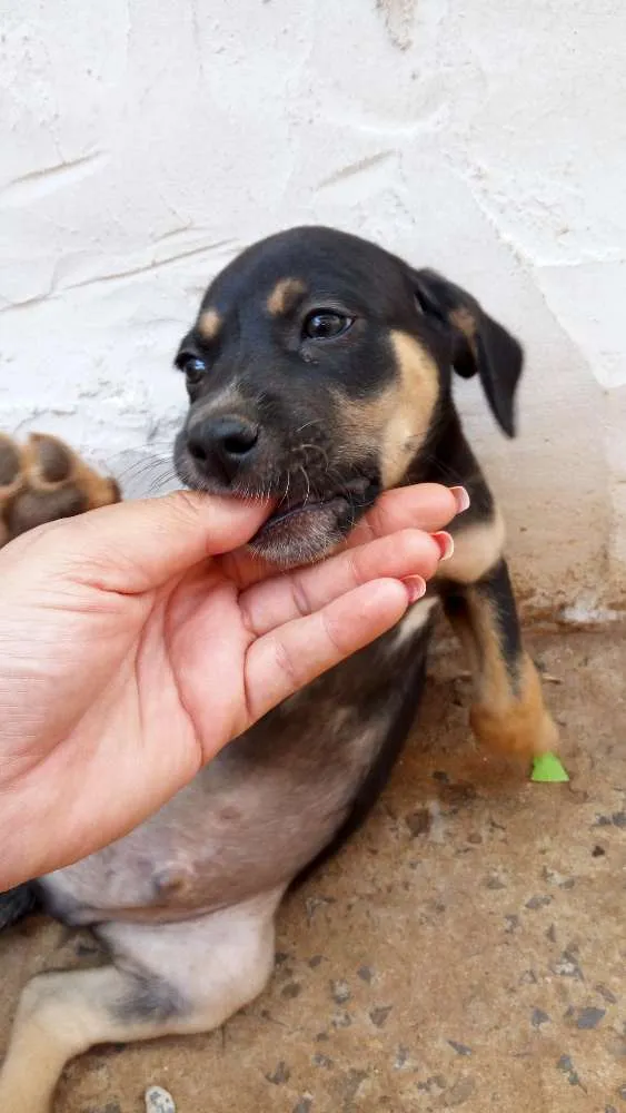 Cachorro ra a Vira lata idade Abaixo de 2 meses nome Sem nome