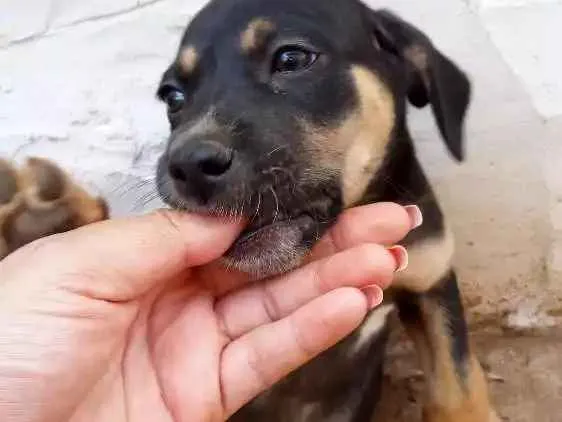 Cachorro ra a Vira lata idade Abaixo de 2 meses nome Sem nome