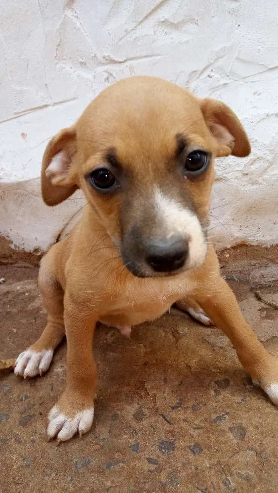 Cachorro ra a Vira lata idade Abaixo de 2 meses nome Sem nome