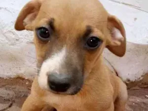 Cachorro raça Vira lata idade Abaixo de 2 meses nome Sem nome