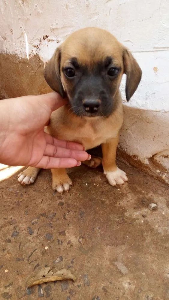 Cachorro ra a Vira lata idade Abaixo de 2 meses nome Sem nome
