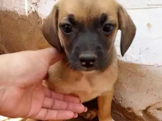 Cachorro ra a Vira lata idade Abaixo de 2 meses nome Sem nome