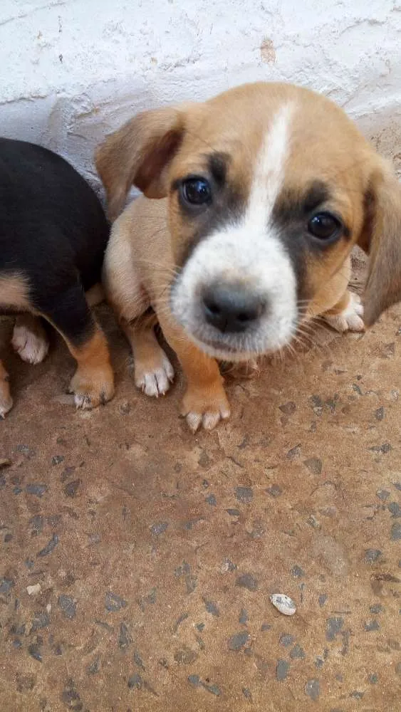 Cachorro ra a Vira lata idade Abaixo de 2 meses nome Sem nome