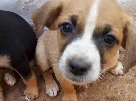 Cachorro ra a Vira lata idade Abaixo de 2 meses nome Sem nome