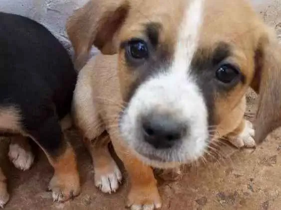 Cachorro ra a Vira lata idade Abaixo de 2 meses nome Sem nome