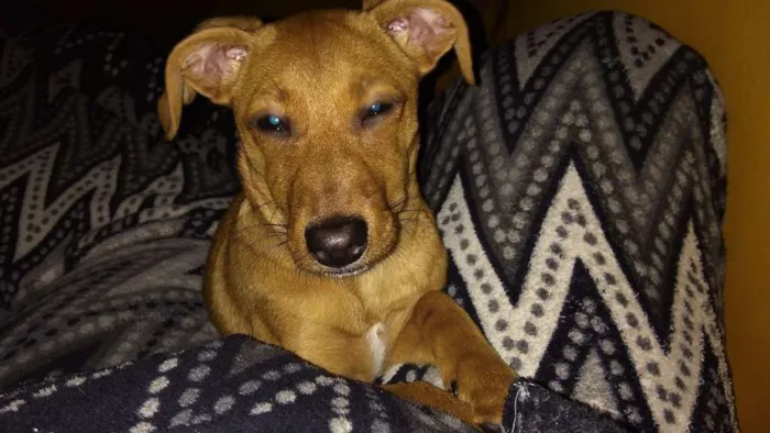 Cachorro ra a Vira lata idade 2 a 6 meses nome Mel