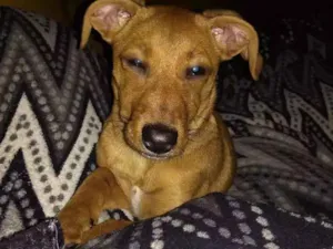Cachorro raça Vira lata idade 2 a 6 meses nome Mel