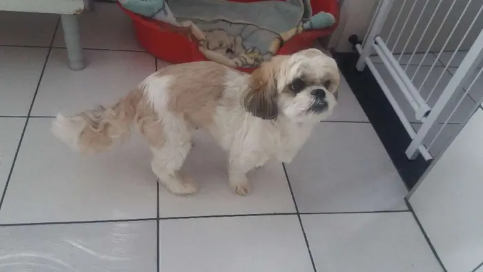 Cachorro ra a Lhasa Apso idade 6 ou mais anos nome Linda
