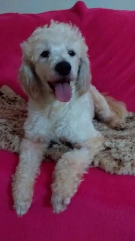 Cachorro ra a Poodle idade 2 anos nome Nick