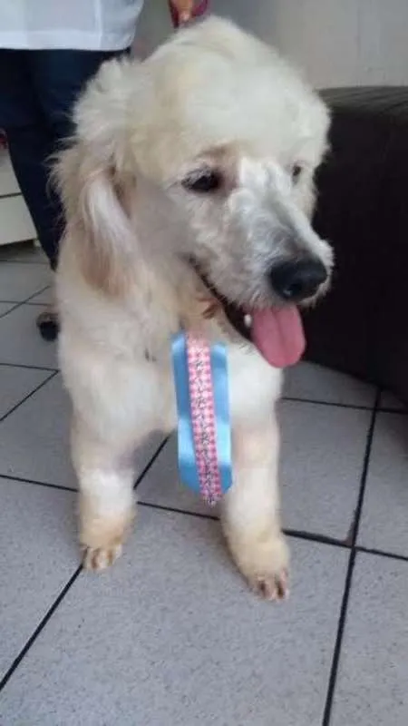 Cachorro ra a Poodle idade 2 anos nome Nick