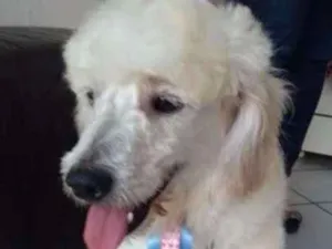 Cachorro raça Poodle idade 2 anos nome Nick