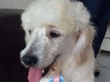 Cachorro ra a Poodle idade 2 anos nome Nick