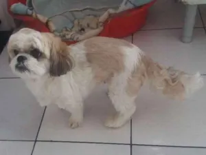 Cachorro raça Lhasa Apso idade 6 ou mais anos nome Linda