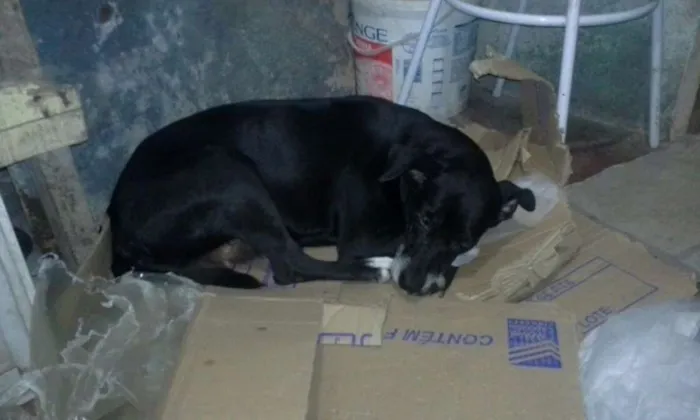 Cachorro raça Indevinido idade 4 anos nome Neguinha