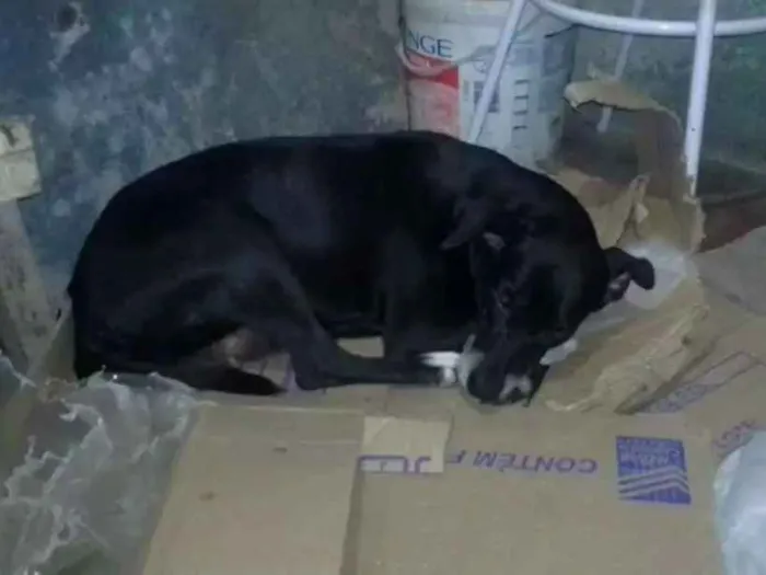 Cachorro raça Indevinido idade 4 anos nome Neguinha