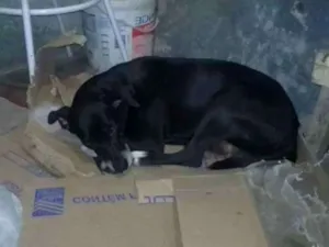 Cachorro raça Indevinido idade 4 anos nome Neguinha