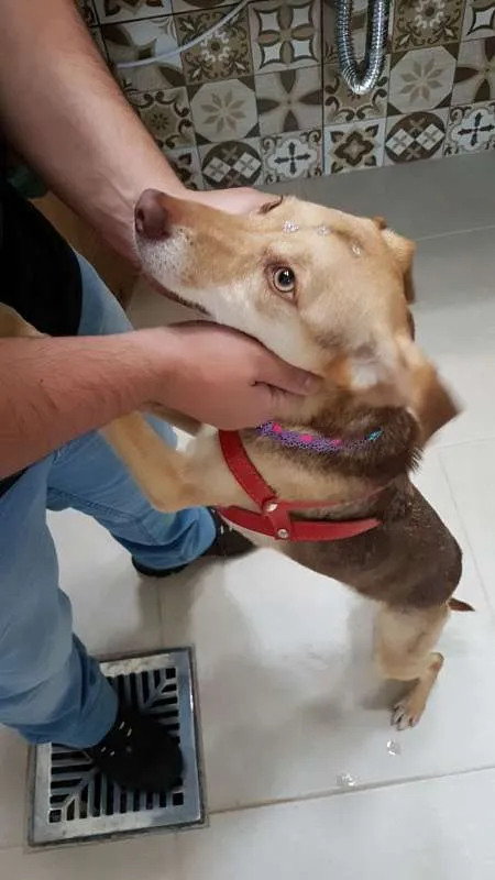 Cachorro ra a Vira lata idade 2 a 6 meses nome Mel