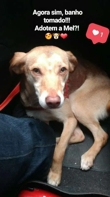 Cachorro ra a Vira lata idade 2 a 6 meses nome Mel