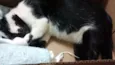Pretinha