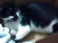 Pretinha