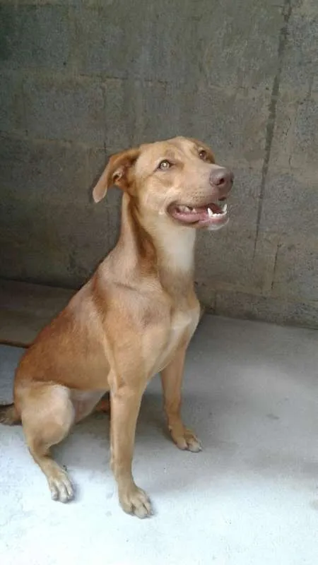 Cachorro ra a Pastor Alemão/Pitbull idade 1 ano nome Jady
