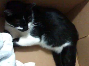Gato raça SRD idade 7 a 11 meses nome Pretinha