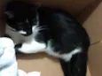 Pretinha