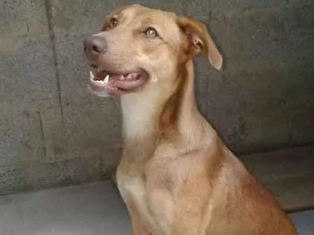 Cachorro ra a Pastor Alemão/Pitbull idade 1 ano nome Jady