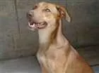 Cachorro raça Pastor Alemão/Pitbull idade 1 ano nome Jady