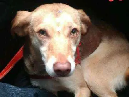 Cachorro ra a Vira lata idade 2 a 6 meses nome Mel