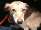Cachorro raça Vira lata idade 2 a 6 meses nome Mel