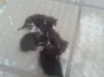 4 gatinhos
