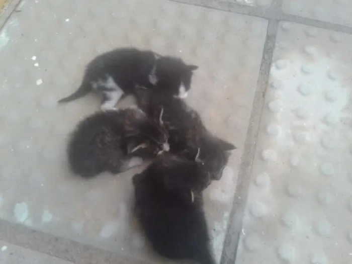 Gato ra a  idade Abaixo de 2 meses nome 4 gatinhos
