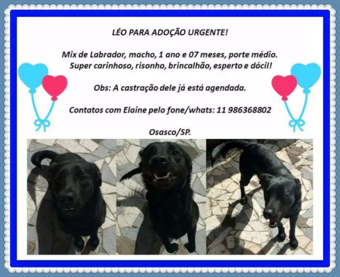 Cachorro ra a Mix labrador idade 1 ano nome Leo