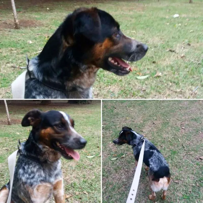 Cachorro ra a SRD/Border Collie idade 2 a 6 meses nome Valério