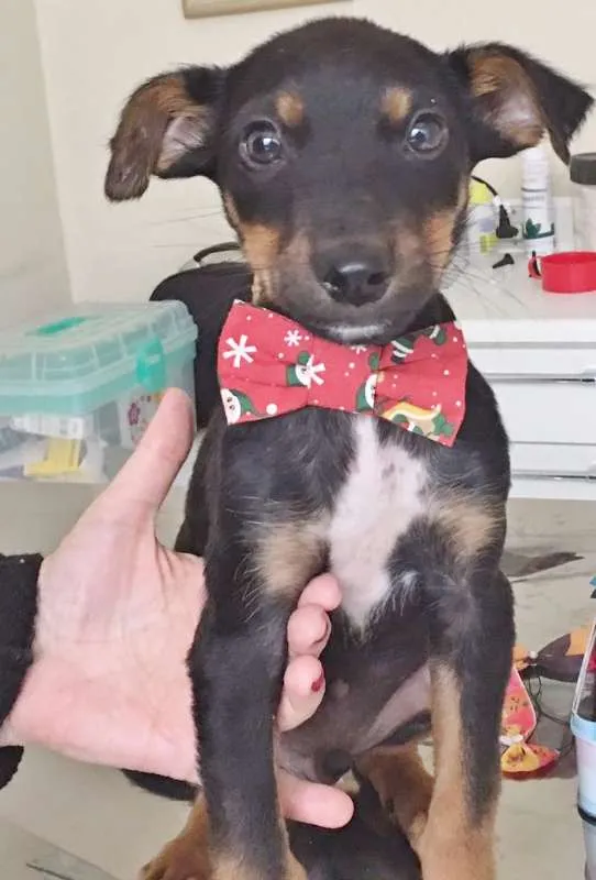 Cachorro ra a SRD idade 2 a 6 meses nome KIKO