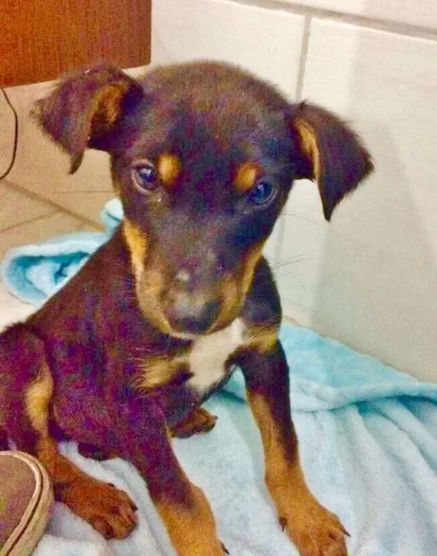 Cachorro ra a SRD idade 2 a 6 meses nome KIKO