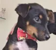 KIKO