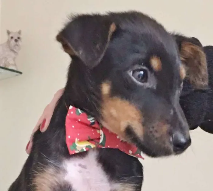 Cachorro ra a SRD idade 2 a 6 meses nome KIKO