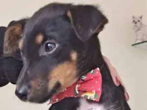 Cachorro raça SRD idade 2 a 6 meses nome KIKO