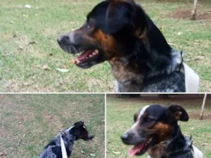 Cachorro raça SRD/Border Collie idade 2 a 6 meses nome Valério