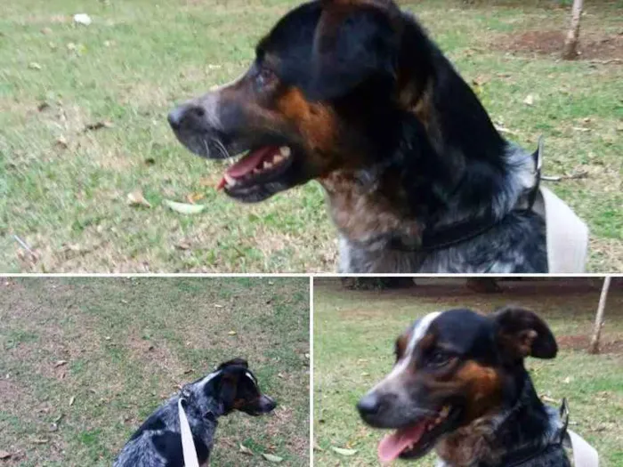 Cachorro ra a SRD/Border Collie idade 2 a 6 meses nome Valério