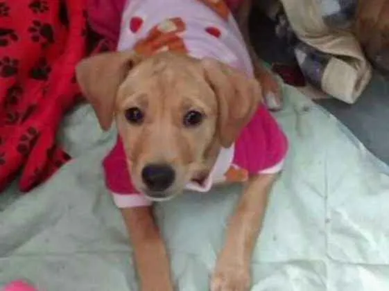 Cachorro ra a Mestiça pjnscher idade 2 a 6 meses nome Mel