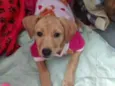 Mel