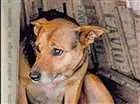 Cachorro raça Pastor Alemão idade 6 ou mais anos nome Nina