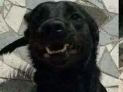 Cachorro raça Mix labrador idade 1 ano nome Leo