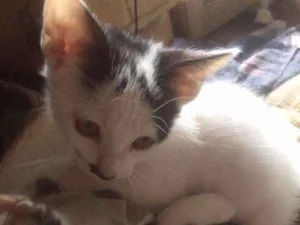 Gato raça Persa/vira lata idade 2 a 6 meses nome Nâo tem