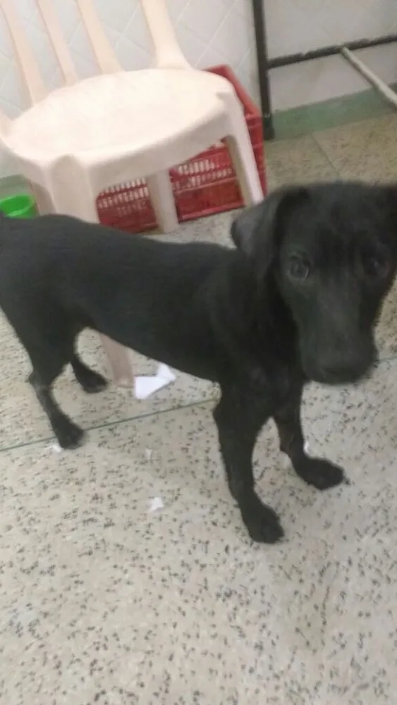 Cachorro ra a SRD idade 7 a 11 meses nome Max